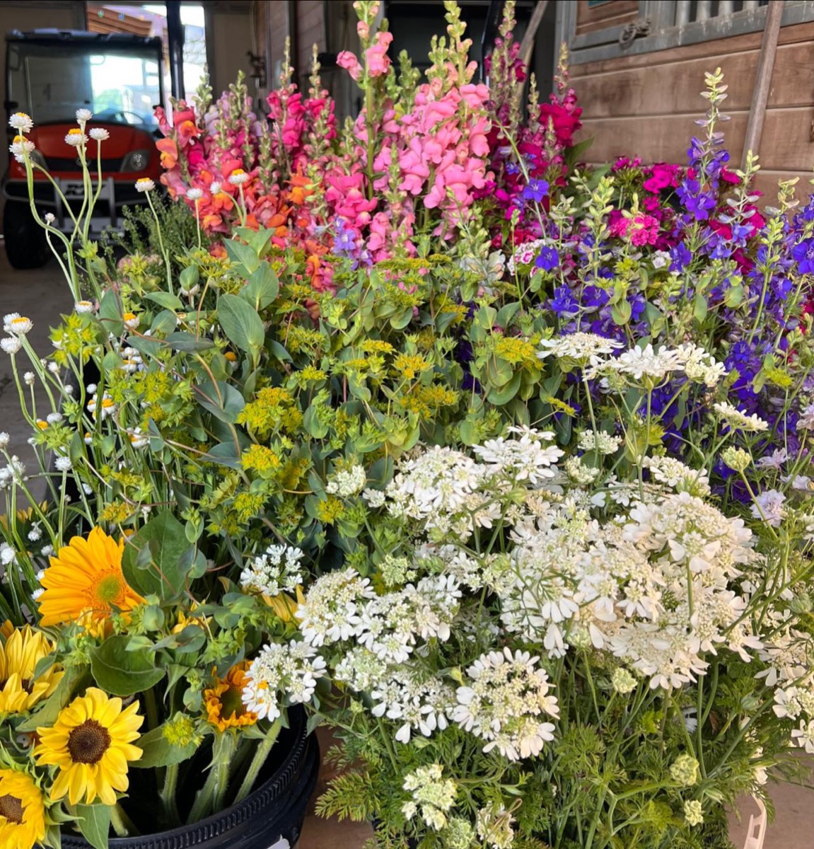 Fresh cut stems from the field