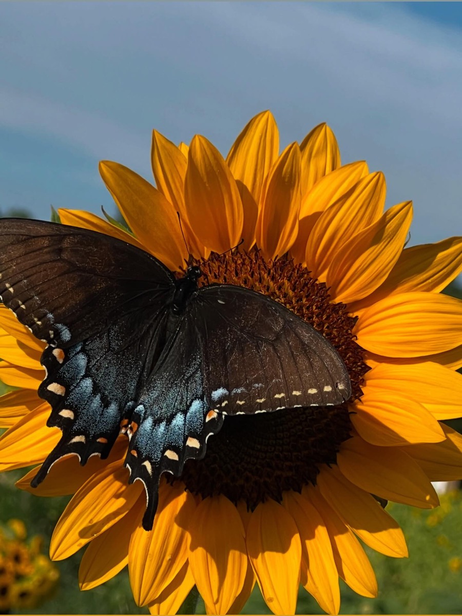 Butterfly on sunflower